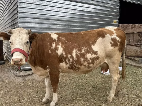 Cow, Simmental cattle — Kyrgyzstan