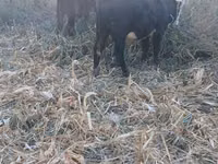 Banteng, Swiss cattle — foto 1