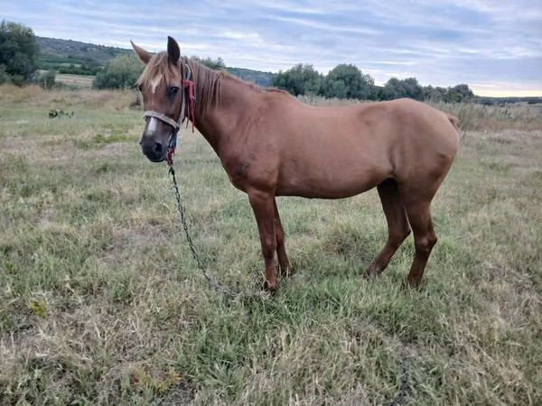 Mare, Horses — Moldova