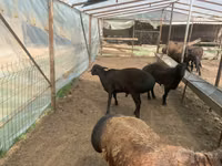 Ram, Sheep — photo 7
