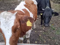 Lembu betina, Simmental cattle — foto 1