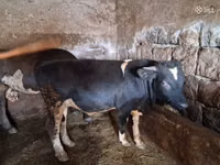 सांड, मवेशी — फ़ोटो 5