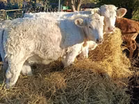 Kuh, Charolais cattle — Foto 3