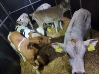 วัวตัวผู้, Simmental cattle — รูปภาพ 3
