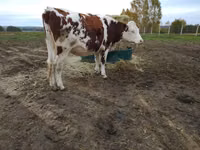 Үнээ, Simmental cattle — 1 зураг