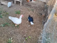 Ducks — Foto 3