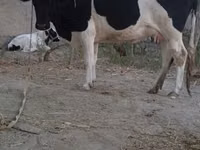 Lo’, Russian Black pied cattle — sawirka 1