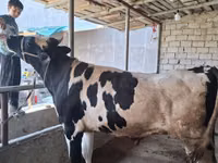 Dibi, Russian Black pied cattle — sawirka 2