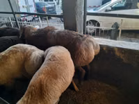 Ram, Sheep — photo 1