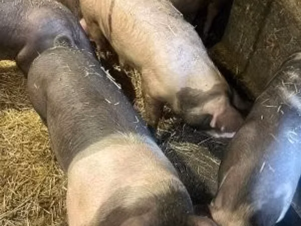 Schweine (Partie, Geschlecht nicht angegeben), Schweine