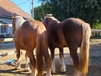 اسب نر, اسب — عکس 3