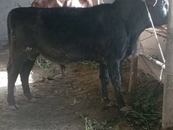 सांड, मवेशी — उज़्बेकिस्तान