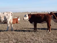 Cow, Kazakh White-headed cow — photo 3