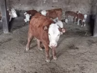 Bull, Kazakh White-headed cow — photo 3