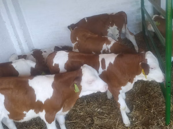 أبقار (دفعة، الجنس غير محدد), Simmental cattle