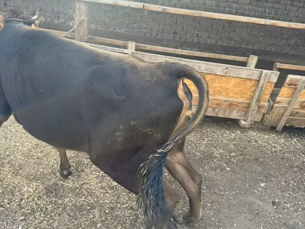 Cow, Cattle — Kyrgyzstan