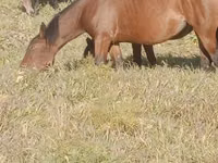 Mare, Horse breed — photo 6