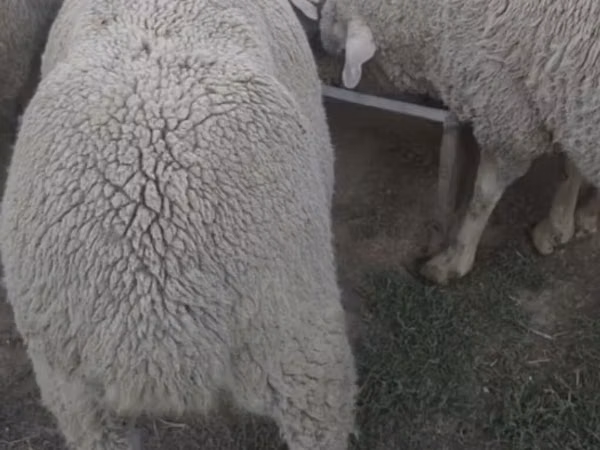 Ram, Sheep — Kyrgyzstan