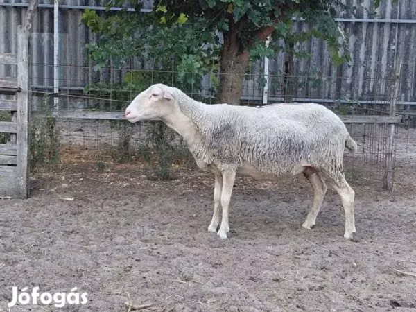 Koyun, Lacaune sheep