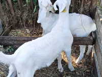 Kambing jantan, Saanen goat — foto 2