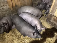 หมูป่าตัวผู้ — รูปภาพ 5