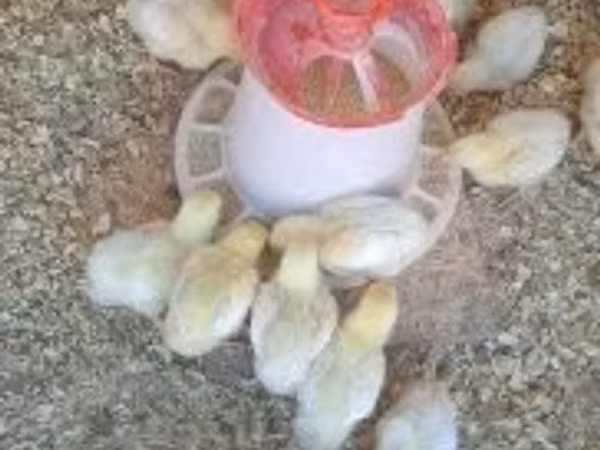 Chickens — Węgry