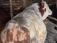 Bull, Simmental cattle — photo 1