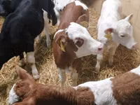 گاو و گوساله (گروه، جنسیت مشخص نشده), Simmental cattle — عکس 1