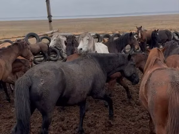Mare, Horses