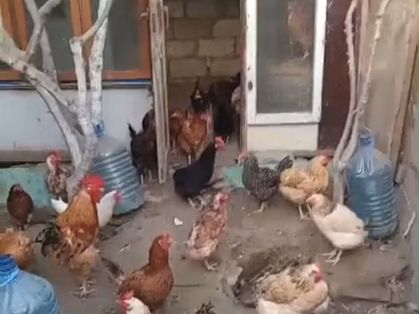 Chickens — Azerbaijan