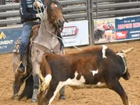 Kuda betina, Quarter Horse — foto 8