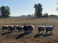 Kambing jantan, Racka sheep — foto 2