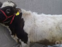 Bull, Cattle — photo 2