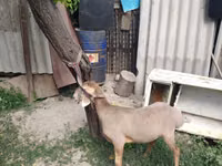 Ovan, Edilbay sheep — fotografija 2