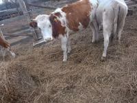 Ng'ombe jike, Simmental cattle — picha 2