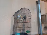 Nimçəsən (Cockatiel) quşları və qəfəs komplekti - Növ: Nimçəsən — foto 2