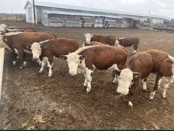 Cow, White-headed Ukrainian