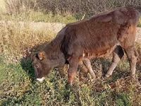 Cow, Alatau breed — photo 1