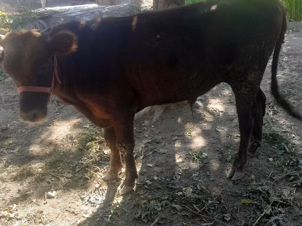 Toro, Ganado vacuno