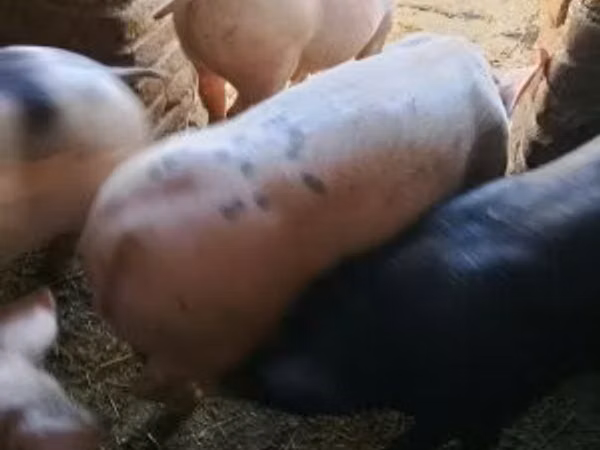 Boar, 