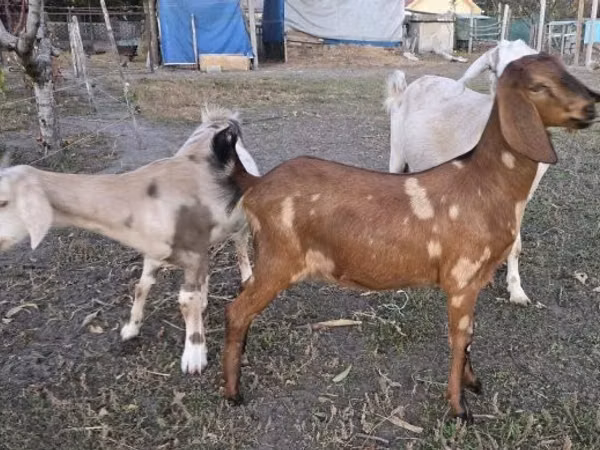 Goat, Nubian Goat