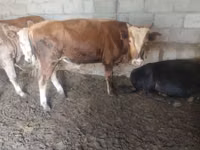 Bou, Simmental cattle — foto 6