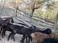 Sheep (batch, sex not specified), Hissar sheep — photo 4