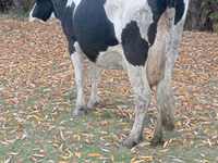 Ko, Russian Black pied cattle — foto 2