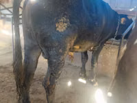 Byk, Russian Black pied cattle — zdjęcie 4