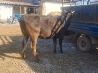 گاو ماده, گاو — عکس 2