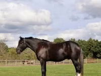 Horse (M), Percheron — photo 2