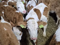 सांड, Simmental cattle — फ़ोटो 1
