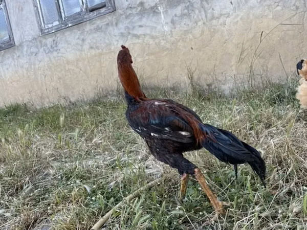Chickens — Азербайджан