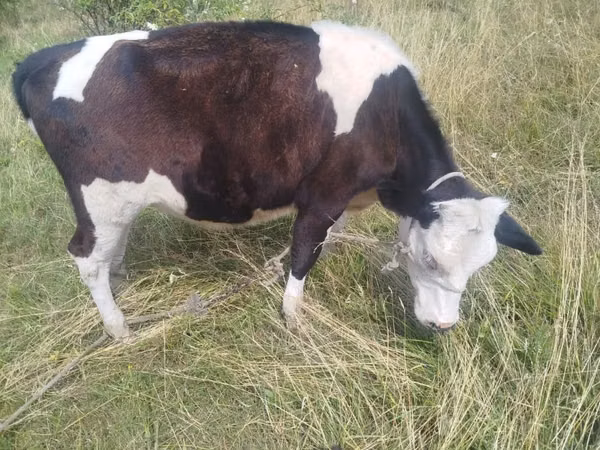 Cow, Cattle — Moldova